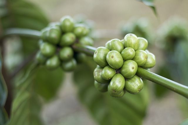 Portada Extracto de café verde para adelgazar