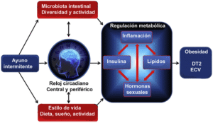 mecanismos del ayuno intermitente