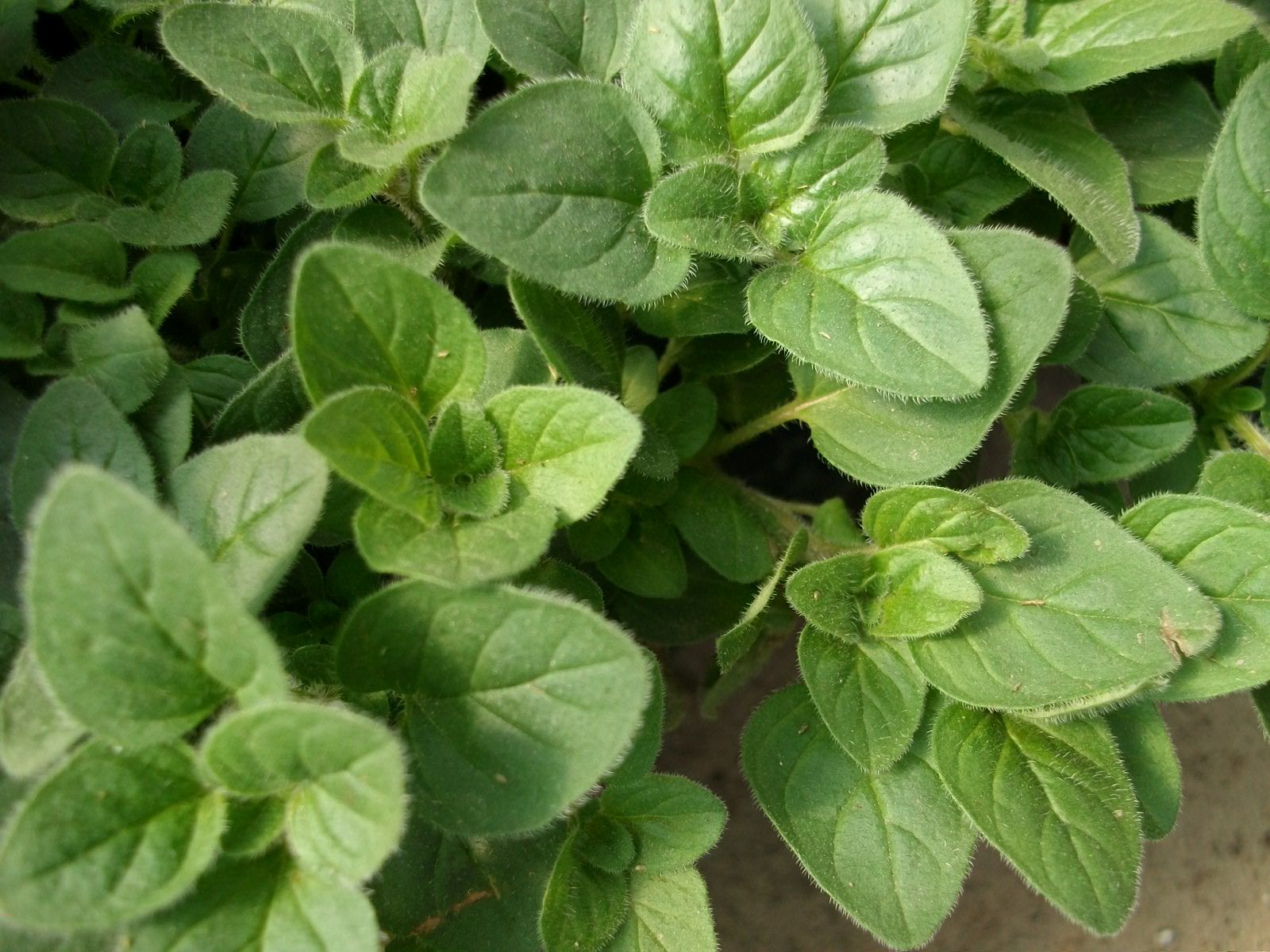 El orégano se usa como antioxidante, antimicrobiana, antitumoral, antiséptica y también se la considera tónica y digestiva. Pollo cúrcuma.