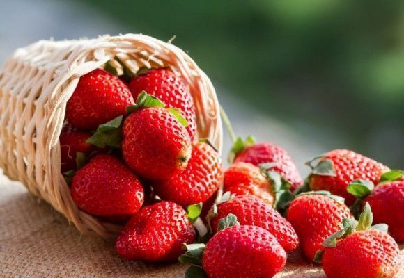 Consume fresas y aprovecha sus Polifenoles, para evitar el envejecimiento prematuro.