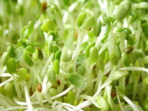 Los germinados son una alternativa muy nutritiva. Dieta sana y equilibrada