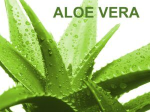 Superalimentos o superfoods de moda. Tienen propiedades antioxidantes y depurativas, refuerzan tus defensas y te mantienen joven como el aloe vera.