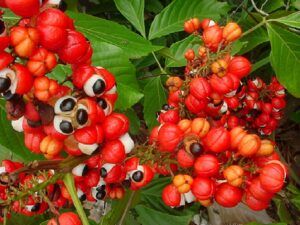 Guarana-superfoods