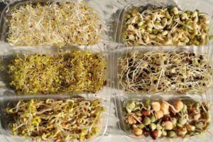 Superalimentos o superfoods de moda. Tienen propiedades antioxidantes y depurativas, refuerzan tus defensas y te mantienen joven como los germinados