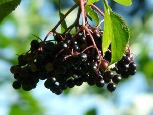 Superalimentos o superfoods de moda. Tienen propiedades antioxidantes y depurativas, refuerzan tus defensas y te mantienen joven como el sauco negro