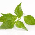 Sopa depurativa. Sopa depurativa. Depura tu organismo estas Navidades con infusiones digestivas y depurativas. Boldo