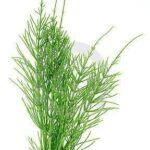 Sopa depurativa. Depura tu organismo estas Navidades con infusiones digestivas y depurativas. Te ayudan a eliminar los excesos y la retención de líquidos. Cola de caballo. Caldo depurativo