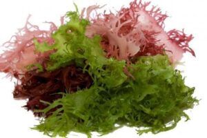 Las algas también son uno de los alimentos antiedad que debes incluir en tu dieta antiaging. Por sus antioxidantes y nutrientes son un alimento excelente. Elasticidad del pecho