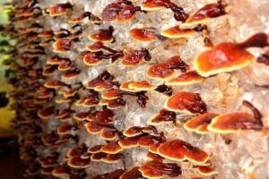 Portada Setas que activan las defensas. superalimentos o superfoods