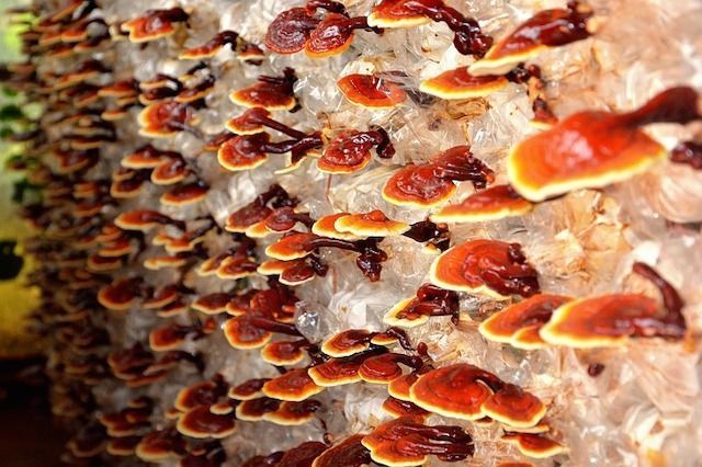 Portada Setas que activan las defensas. superalimentos o superfoods
