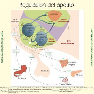 Factores que regulan el apetito. Cómo controlar el apetito. Hipotálamo. Leptina, Grelina. PP1