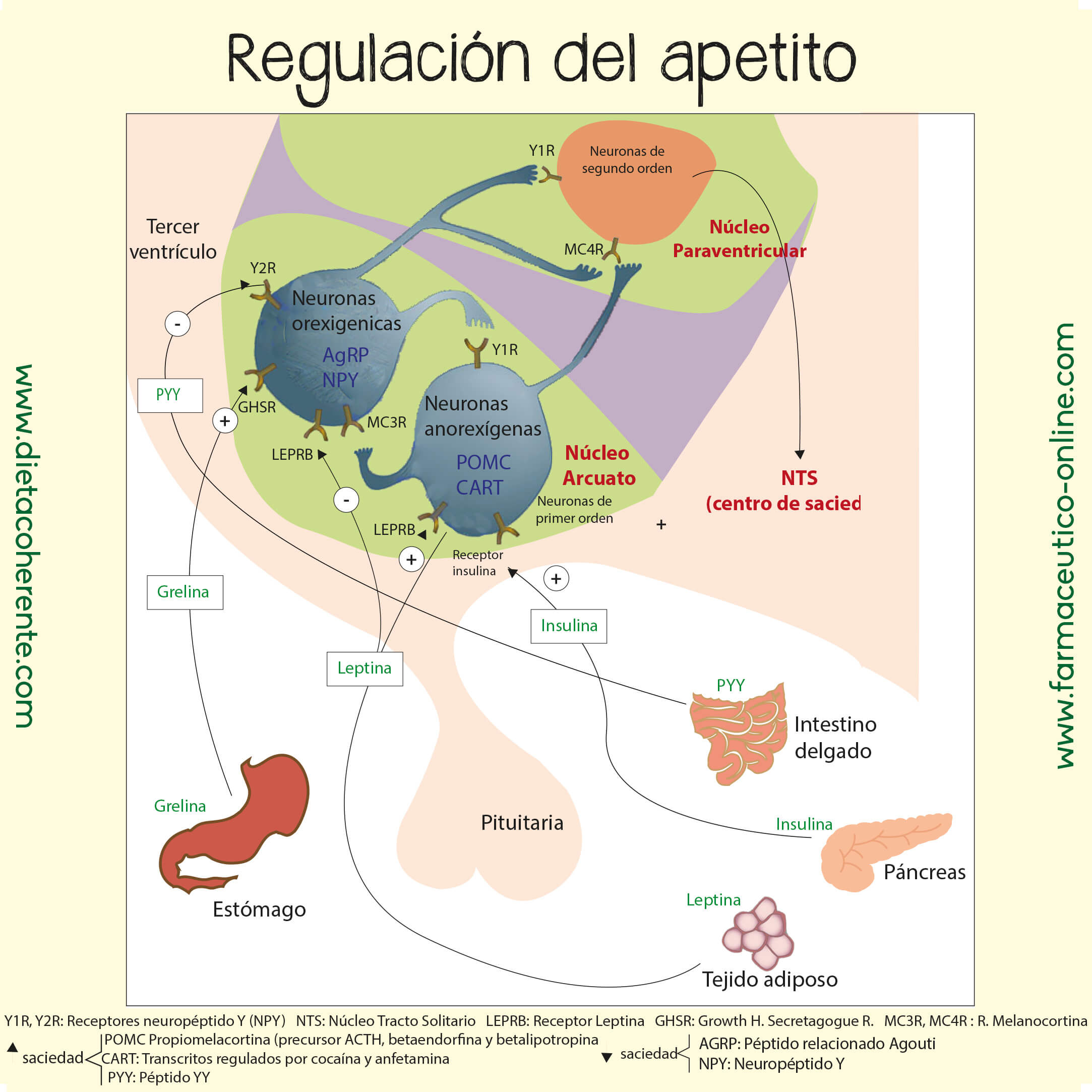 Grelina. Cómo controlar el apetito. Hipotálamo. Leptina, Grelina. PP1, orexina, CCK