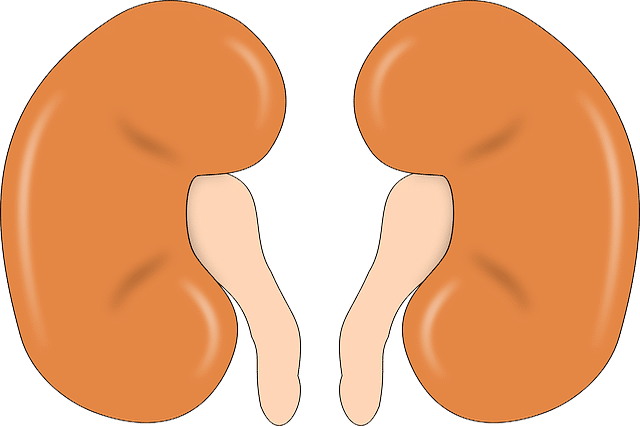 Portada alimentación en insuficiencia renal