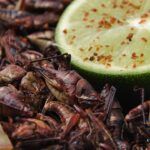 Propiedades nutricionales de los insectos. Grillos