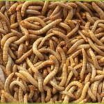 Propiedades nutricionales de los insectos. Gusanos de la harina