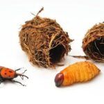 Propiedades nutricionales de los insectos. Picudo rojo larva
