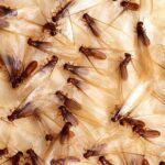 Propiedades nutricionales de los insectos. Termitas
