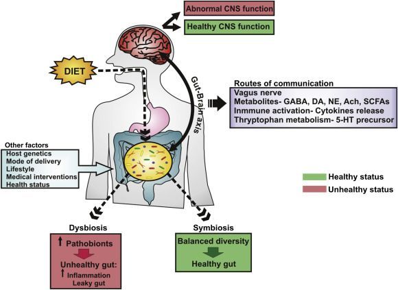Influencia de la microbiota sobre el eje intestino-cerebro