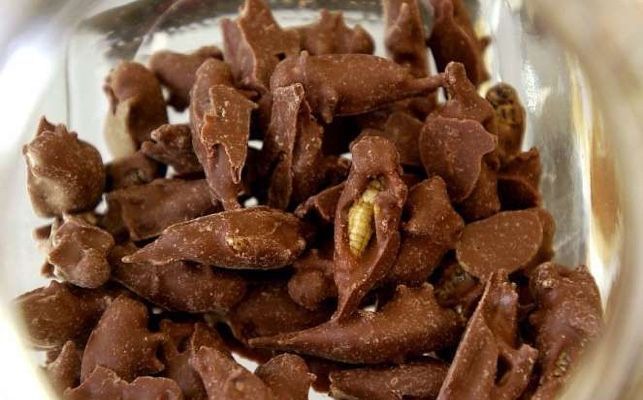 Propiedades nutricionales de los insectos. Conguitos de grillo