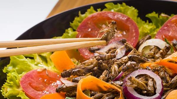 propiedades nutricionales de los insectos. Ensalada de saltamontes