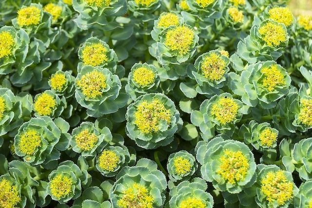 Portada rhodiola