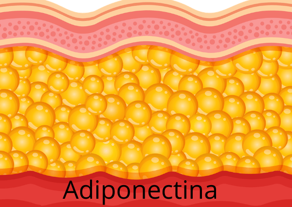 Portada adiponectina
